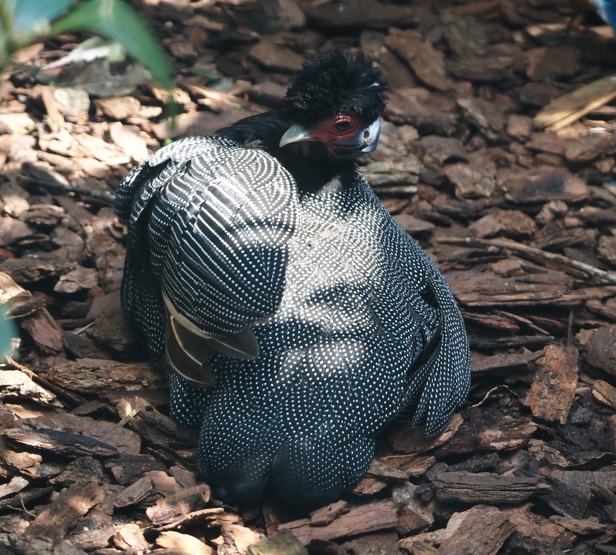 Eastern crested guineafowl (Guttera pucherani), 2024-05-24