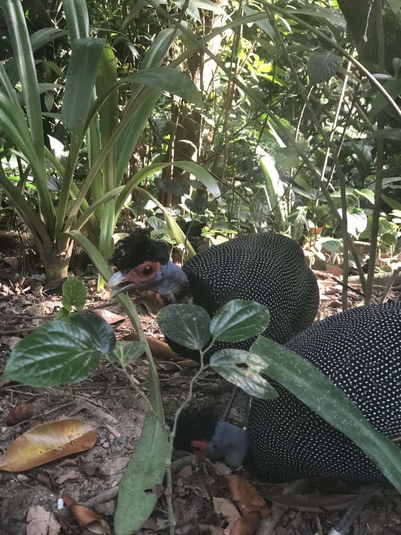Eastern Crested Guineafowl (Guttera pucherani)