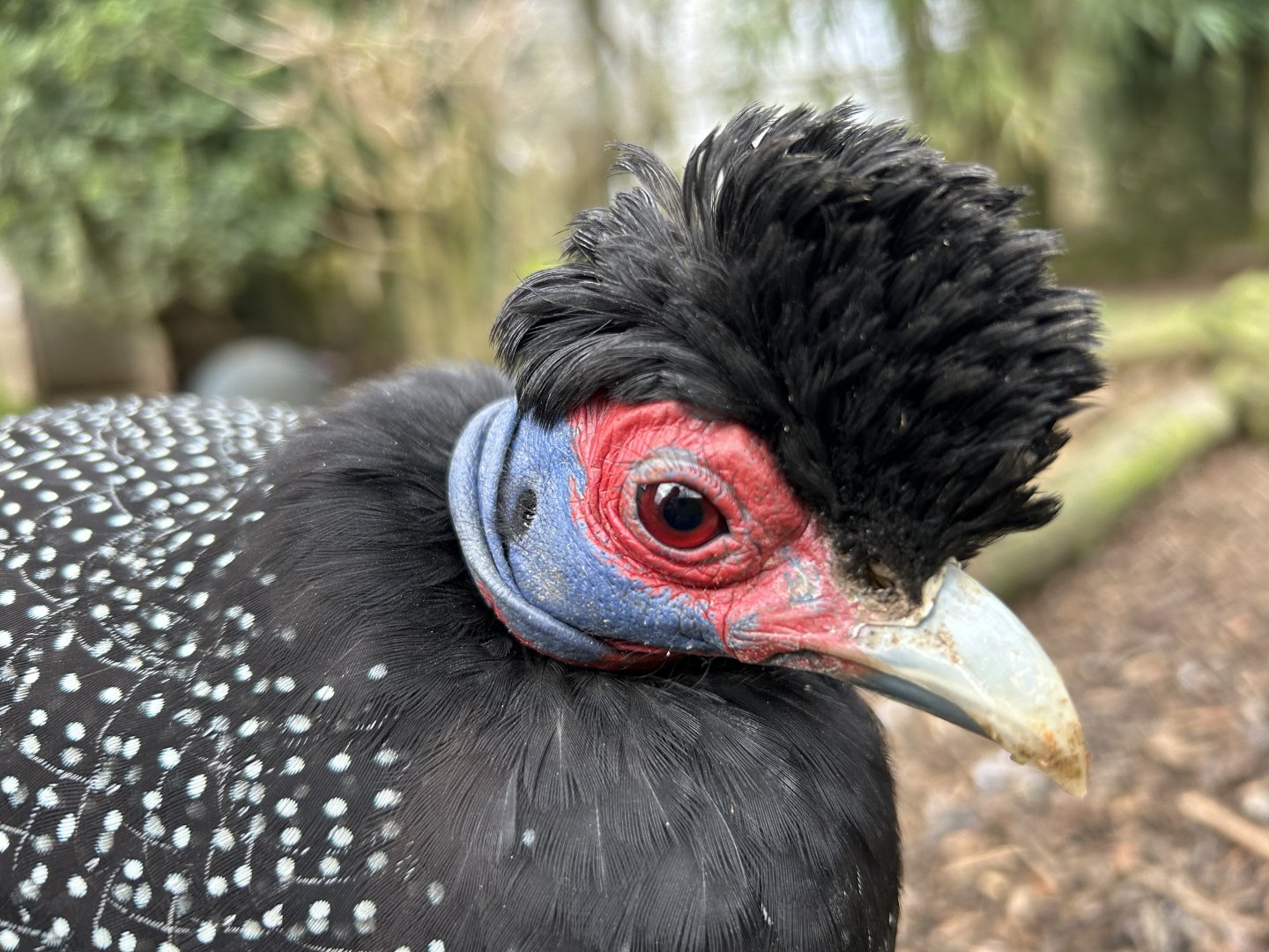 Eastern Crested Guineafowl, (Guttera pucherani)