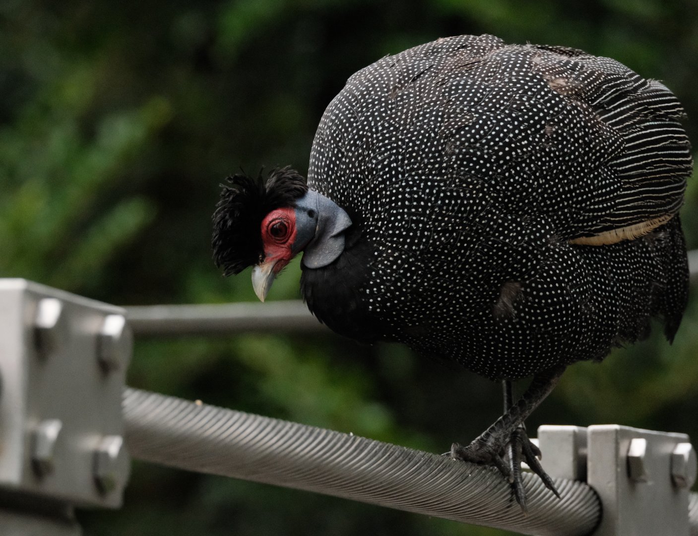 Eastern Crested Guineafowl (Guttera pucherani)