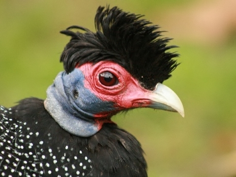 Eastern Crested Guineafowl