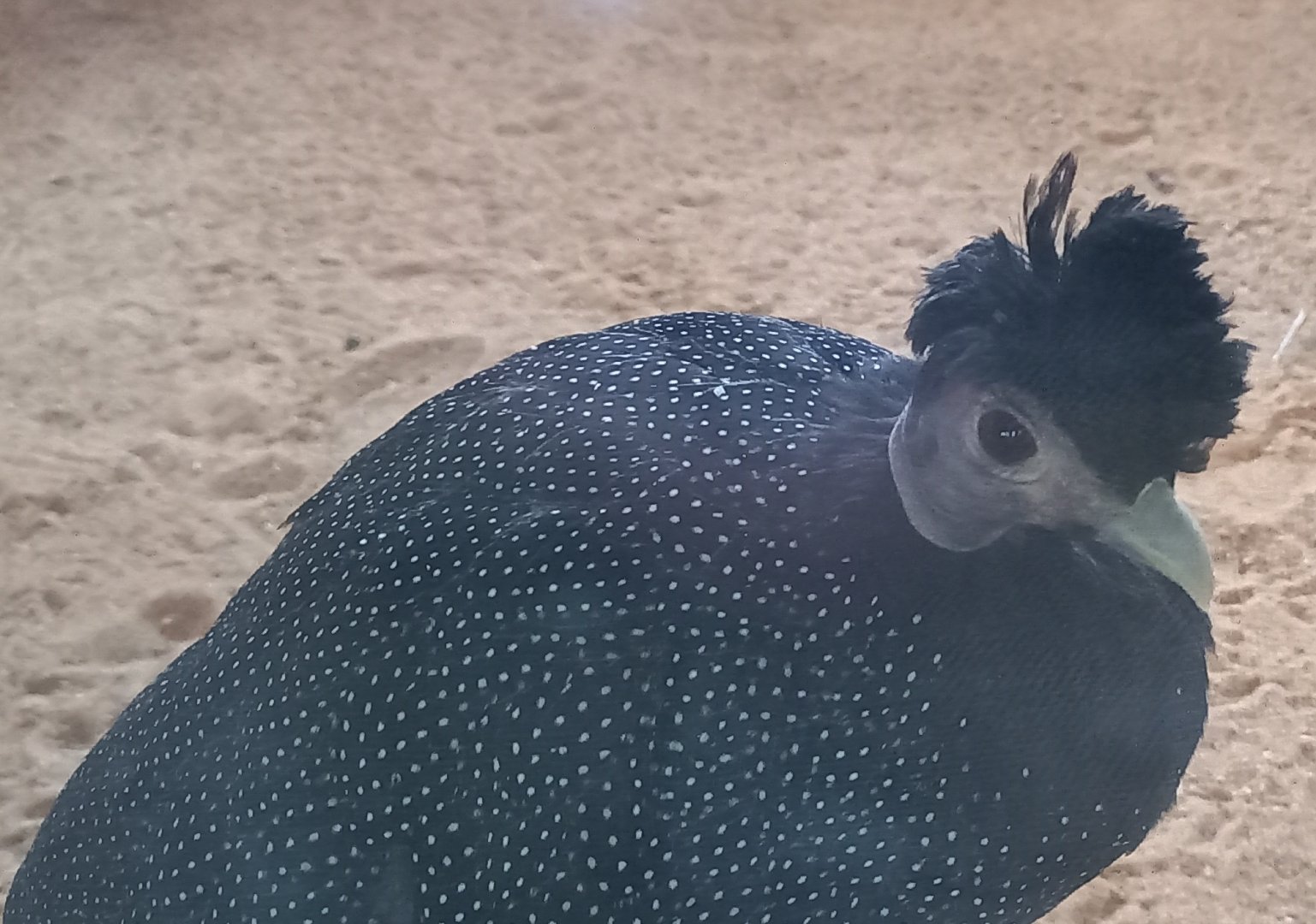 Eastern crested guineafowl