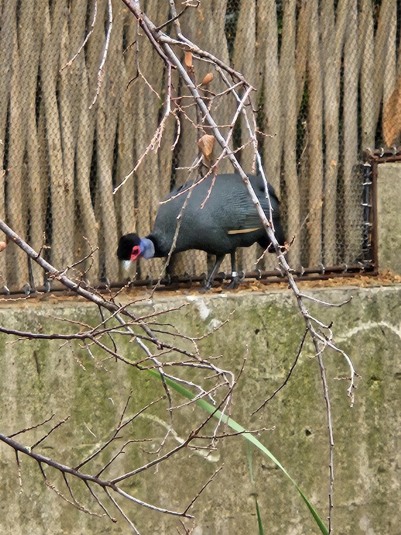 Eastern crested guineafowl