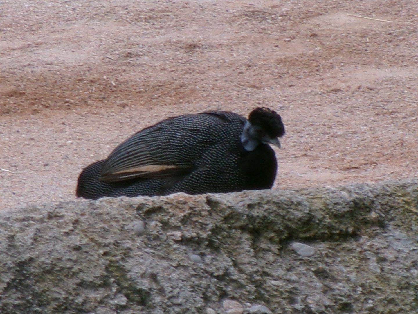 Eastern crested guineafowl