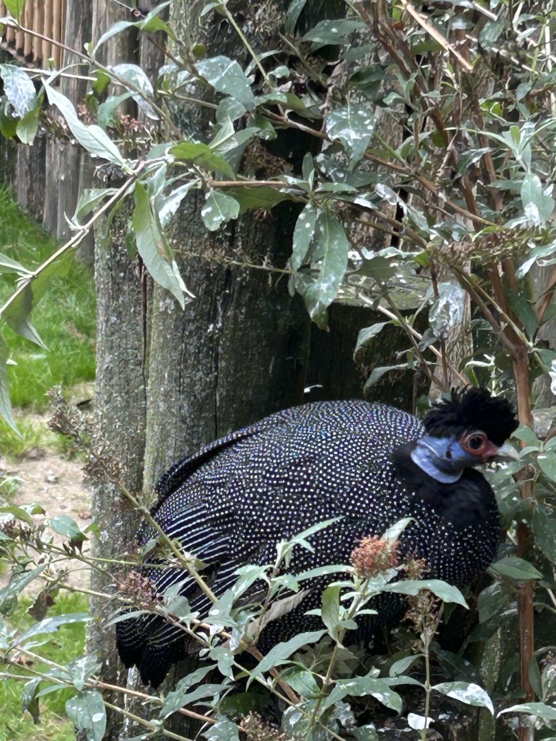 Eastern crested guineafowl