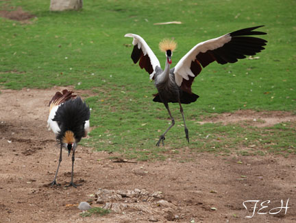 eastern crowned cranes