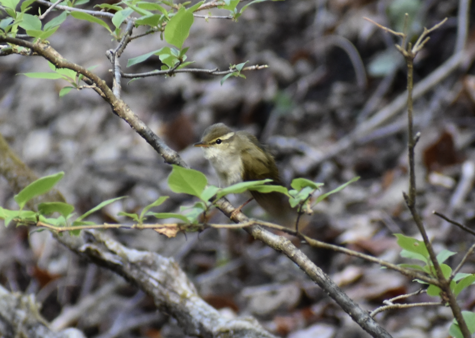 Eastern Crowned Warbler ~ Karuizawa