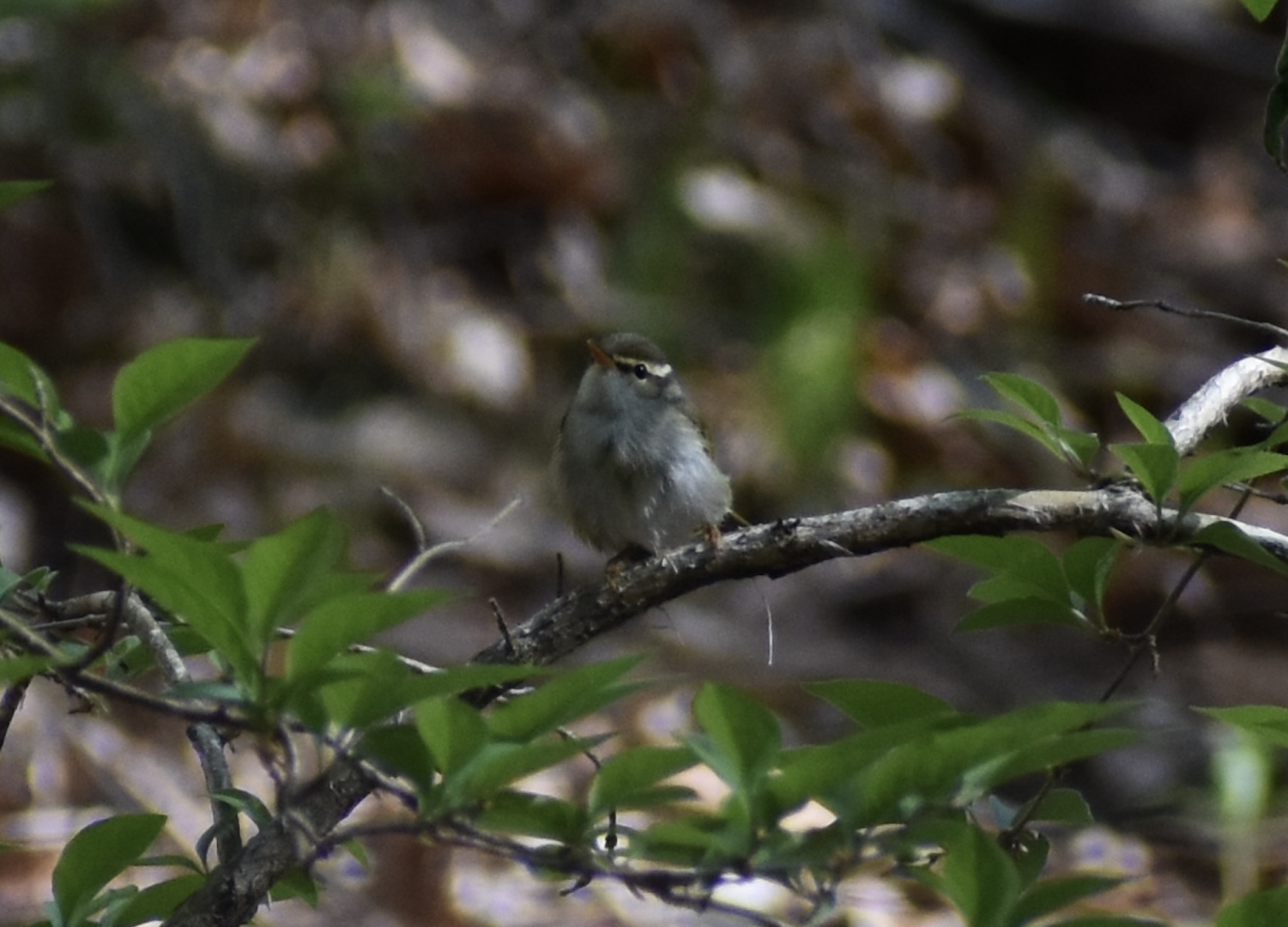 Eastern Crowned Warbler ~ Karuizawa