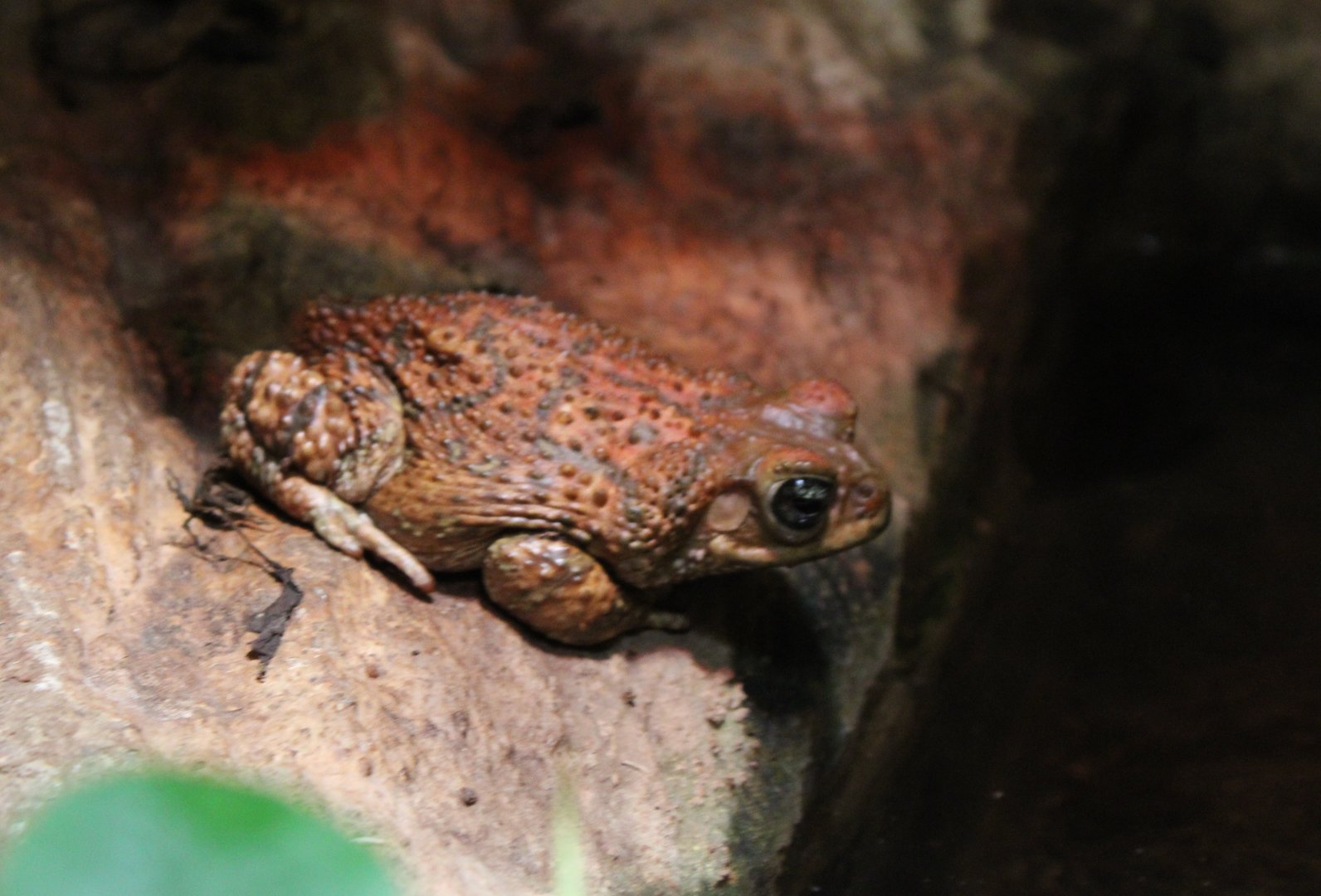 Eastern cuba giant toad - Peltophryne peltocephala