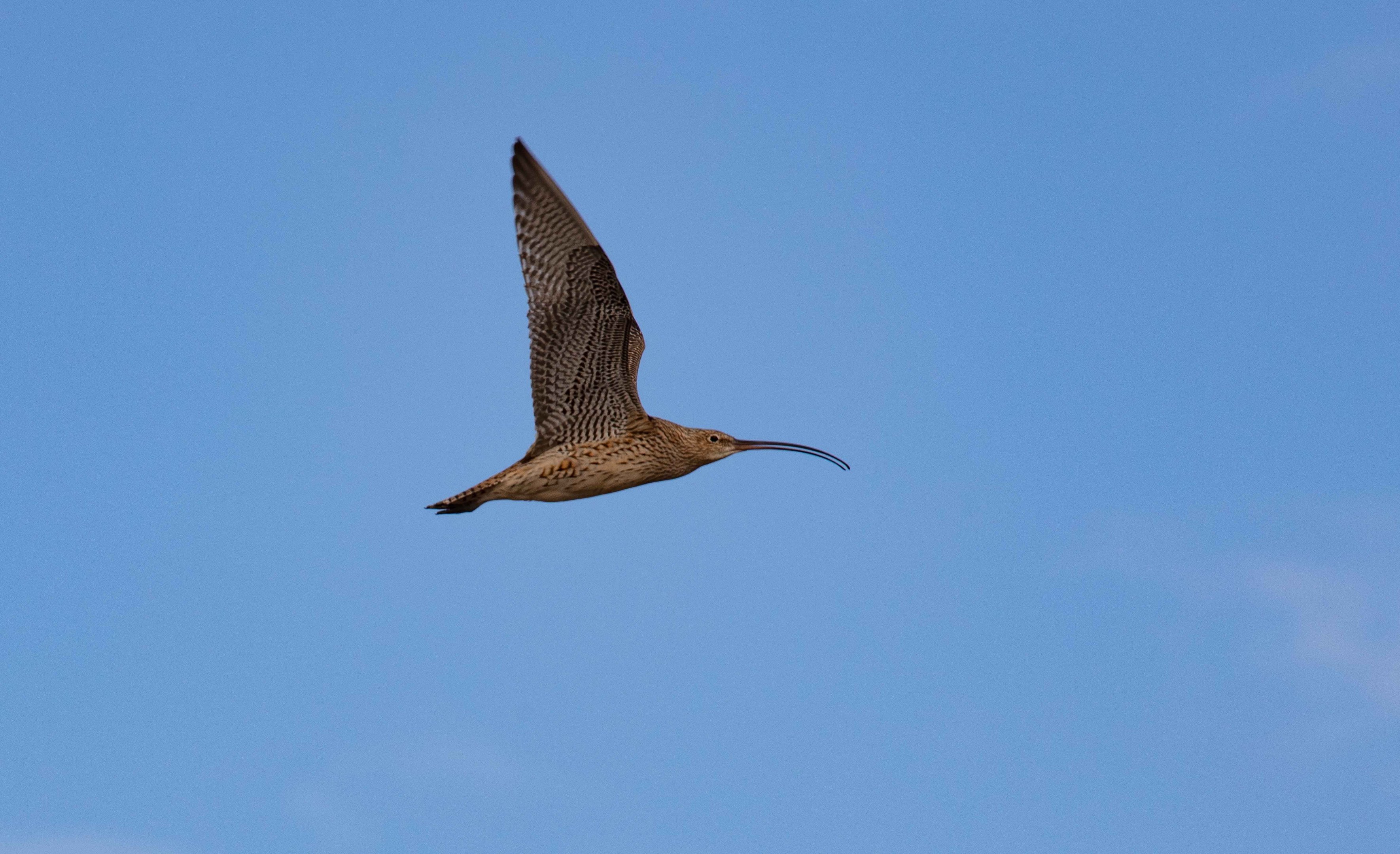 Eastern Curlew