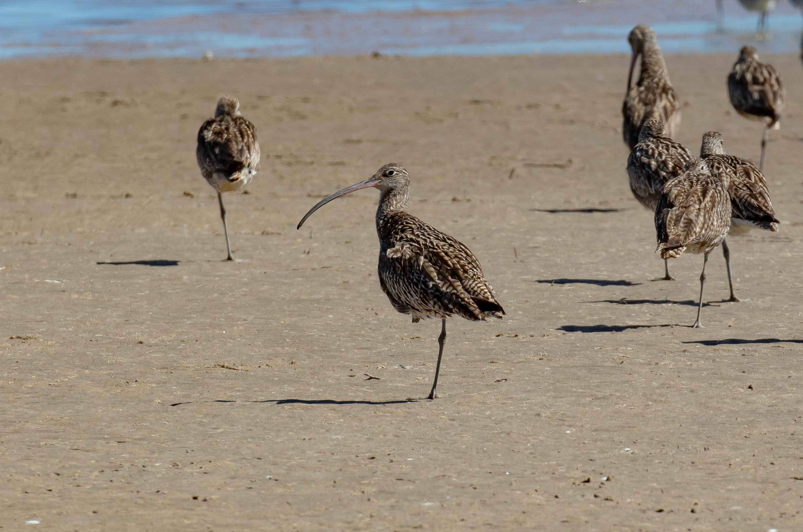 Eastern Curlew