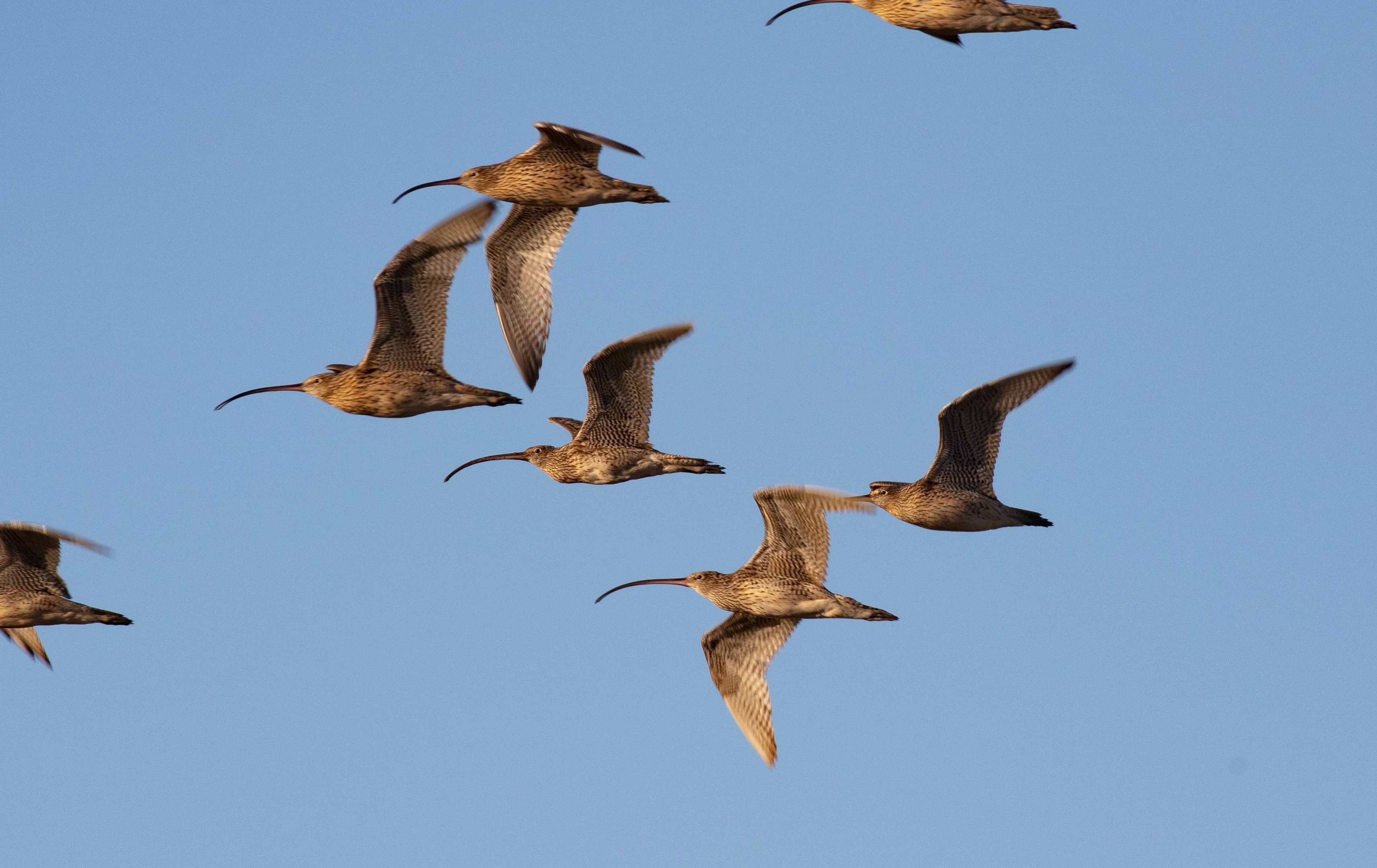 Eastern Curlews