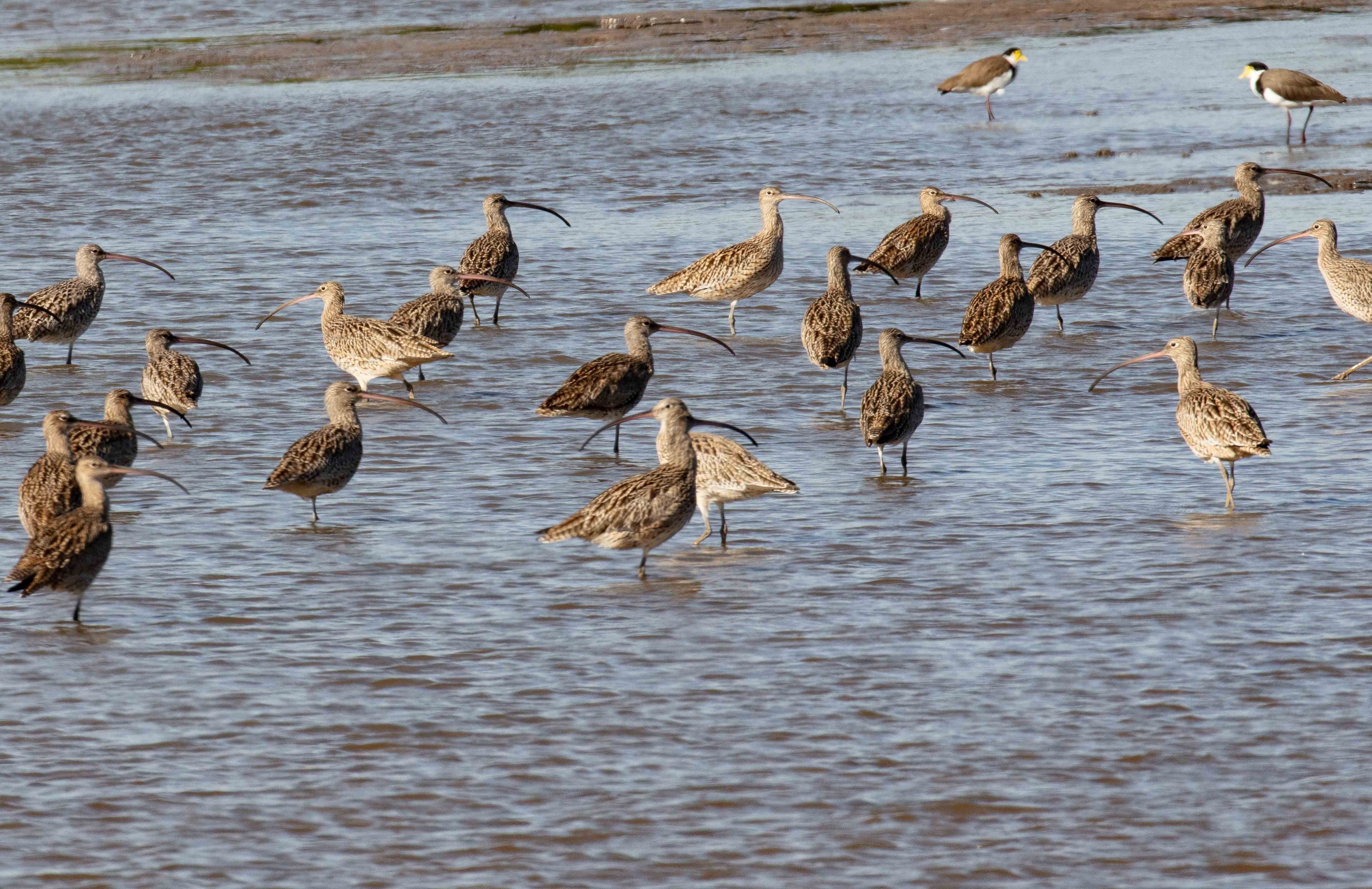 Eastern Curlews