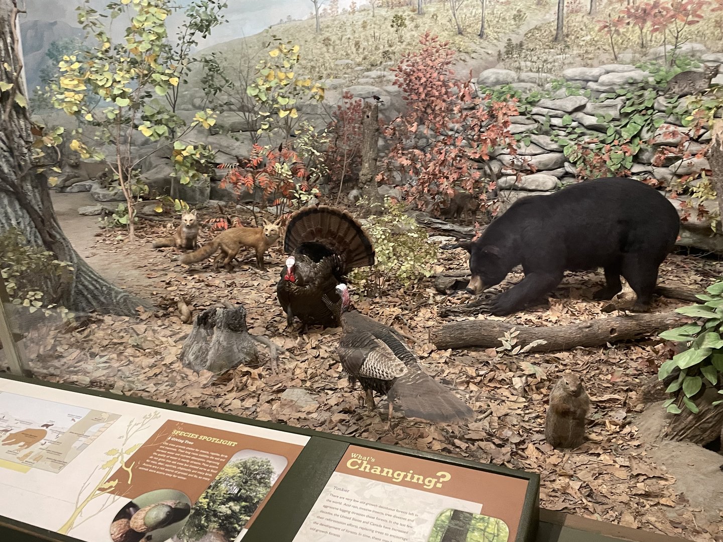 Eastern Deciduous Forest