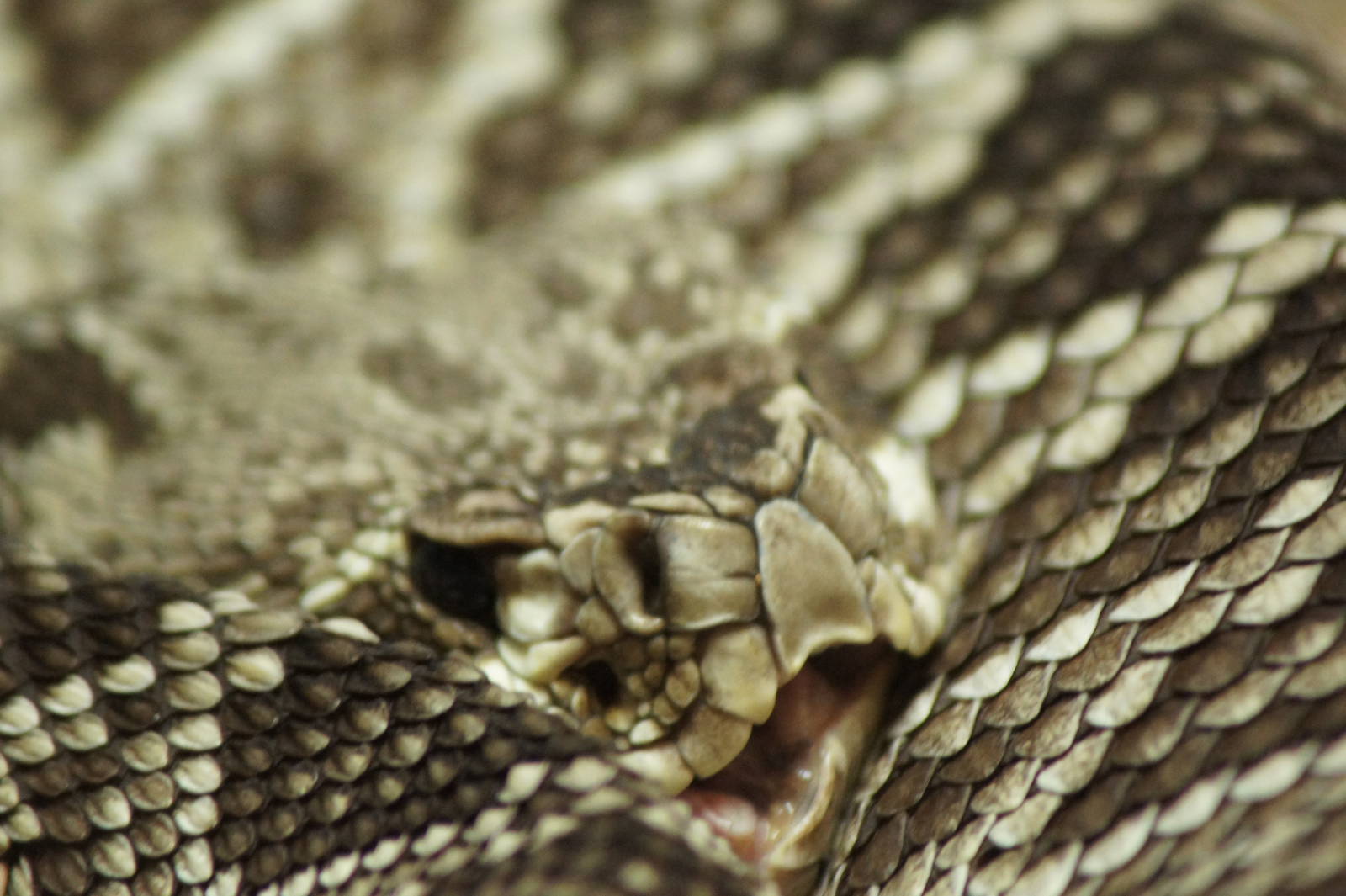 Eastern Diamond Back Rattlesnake
