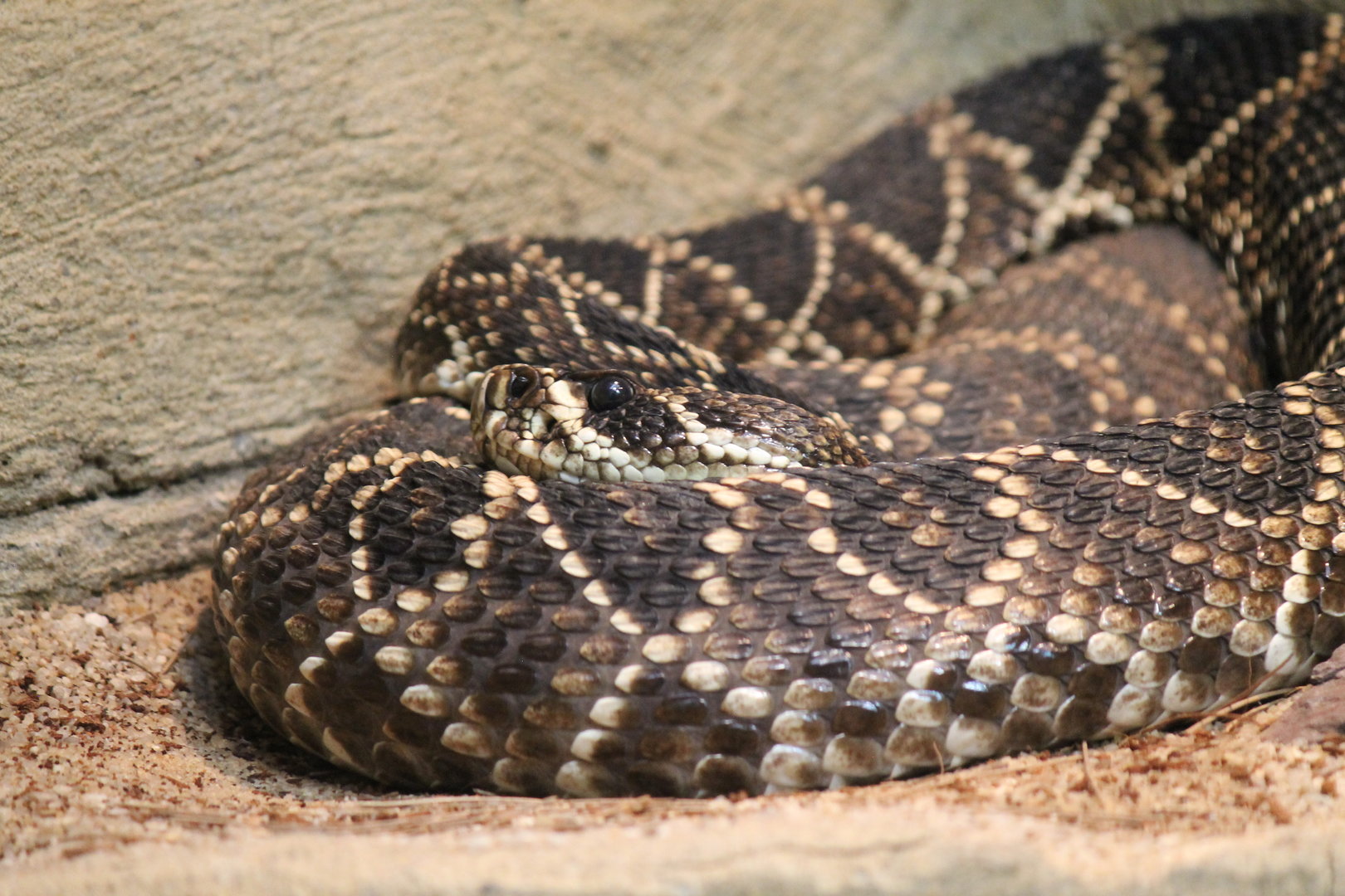 Eastern Diamond-back Rattlesnake
