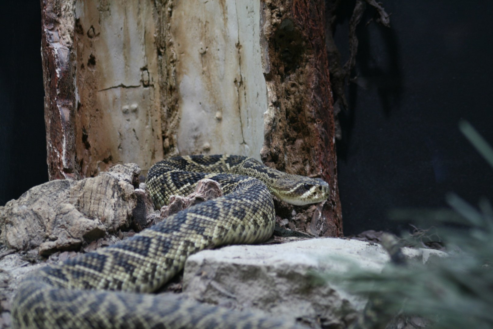 Eastern Diamond Back Rattlesnake