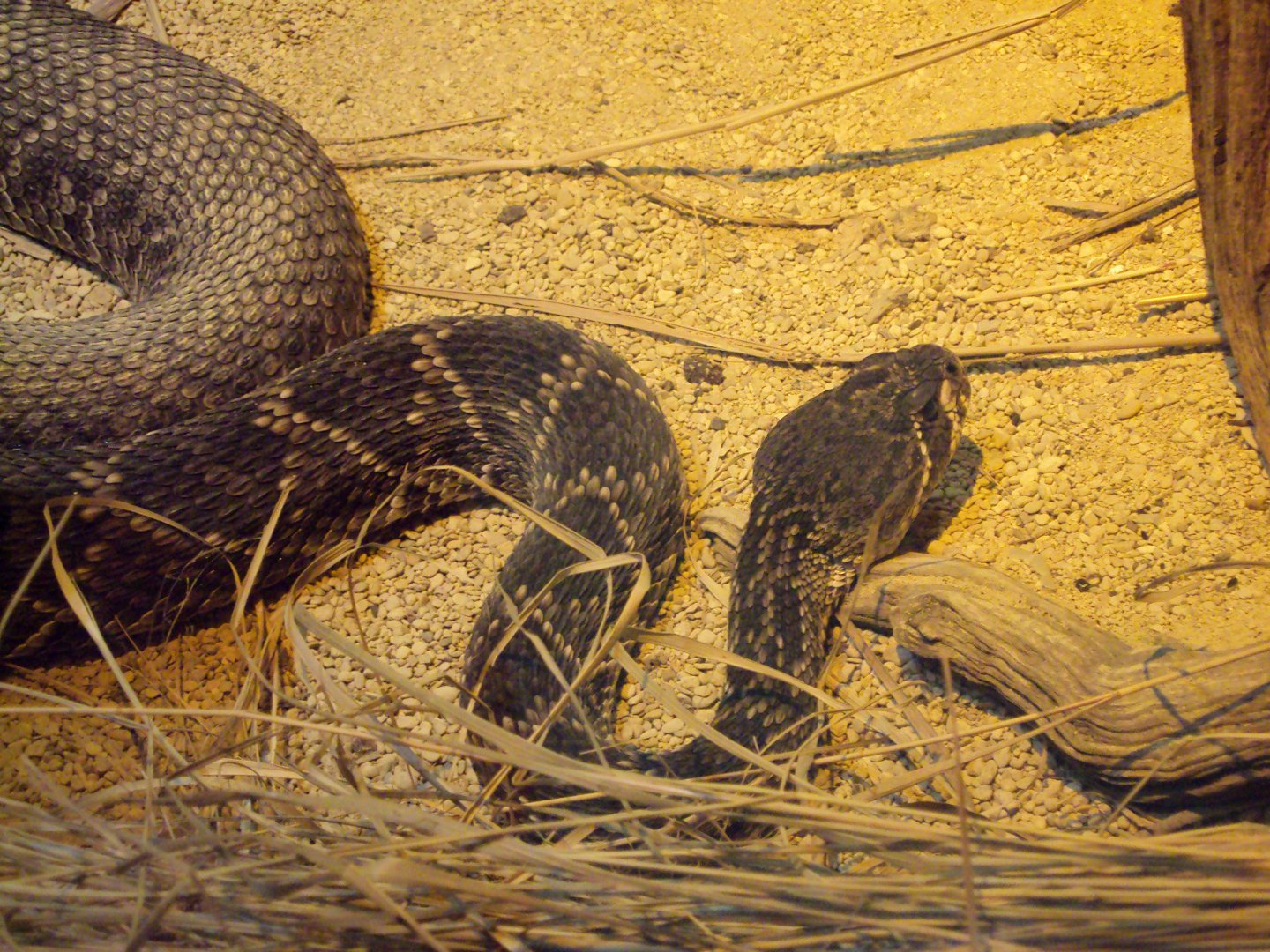 Eastern Diamond-backed Rattlesnake 23/06/2019