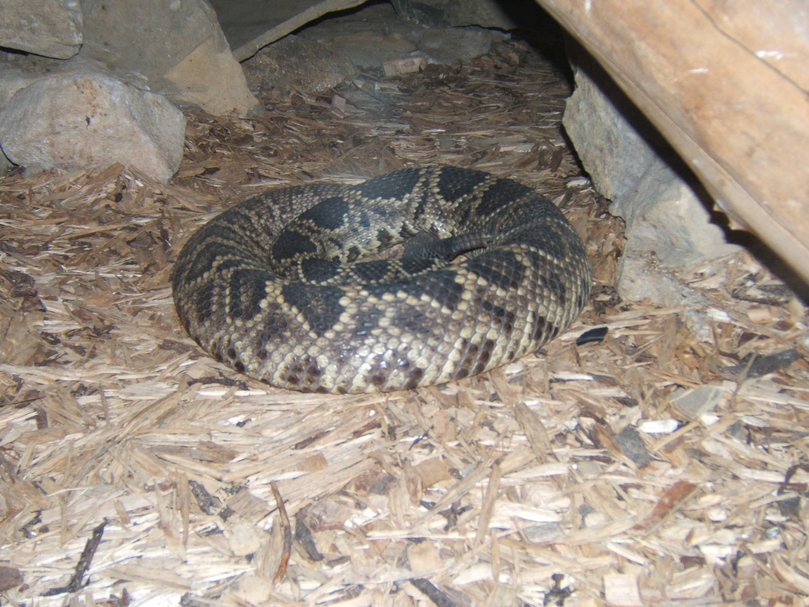 Eastern Diamond-backed Rattlesnake