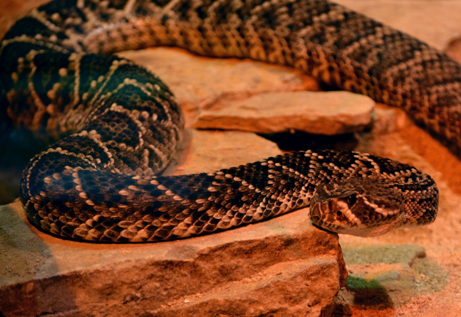 Eastern Diamondback Rattle snake