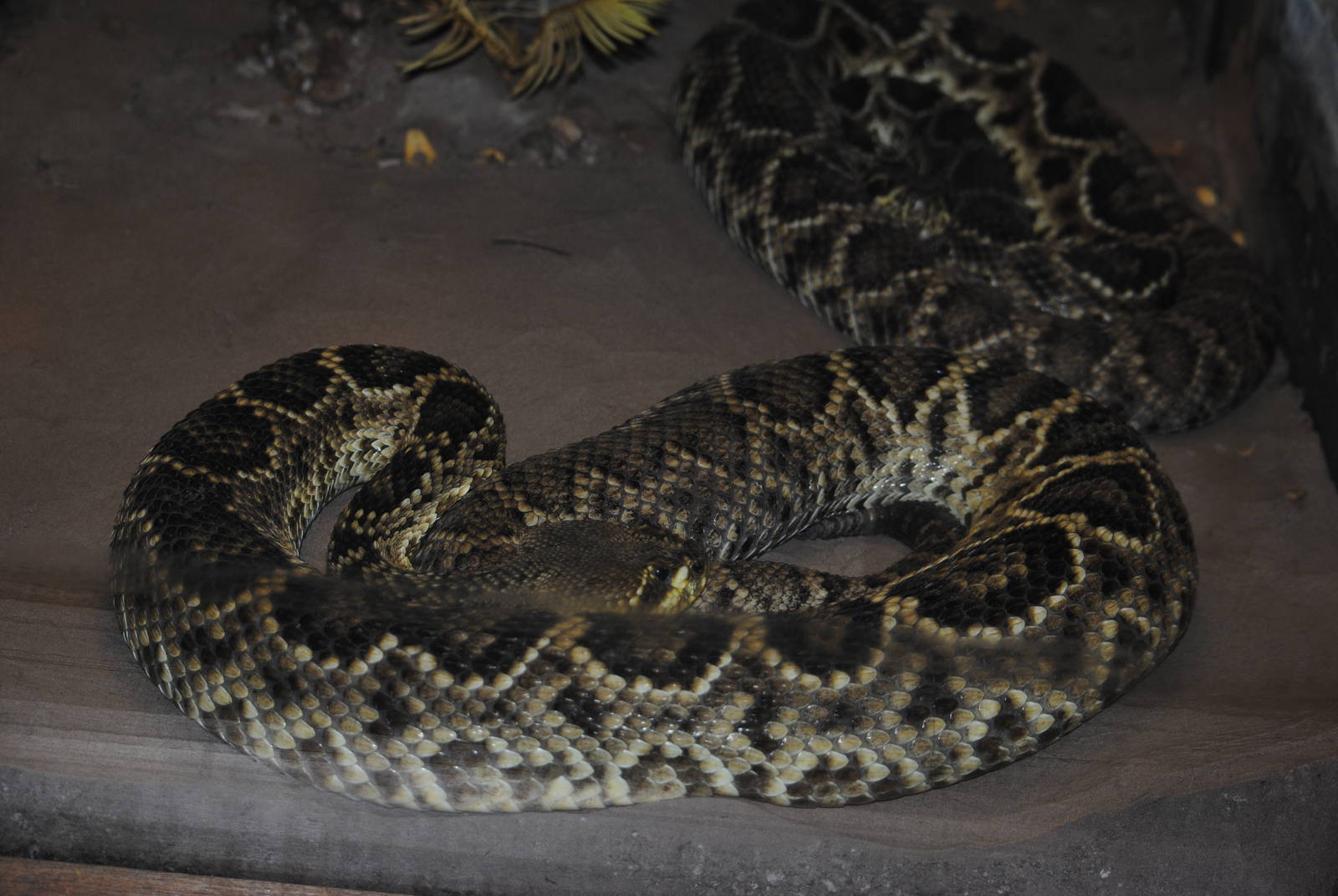 Eastern Diamondback Rattlers