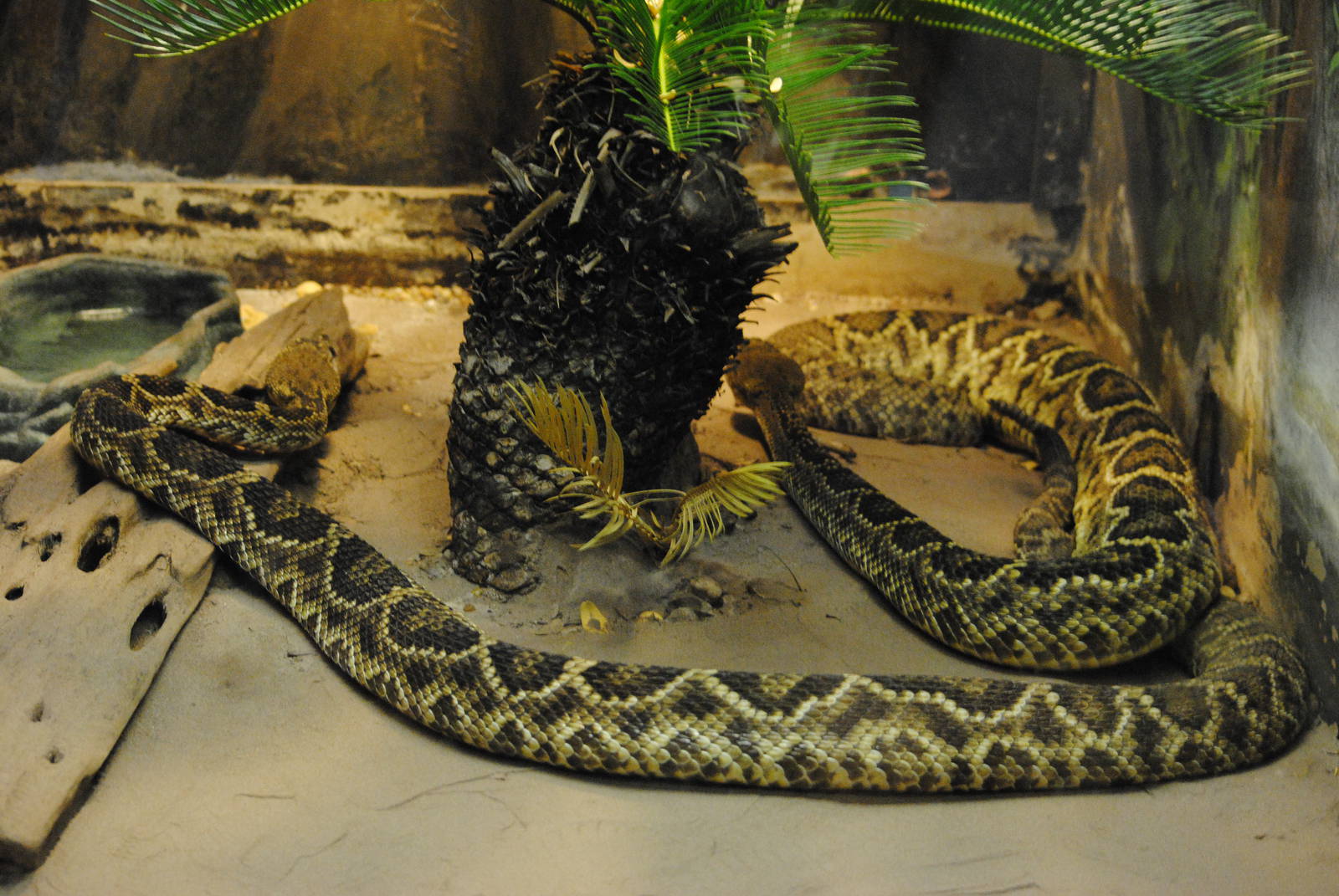 Eastern Diamondback Rattlers