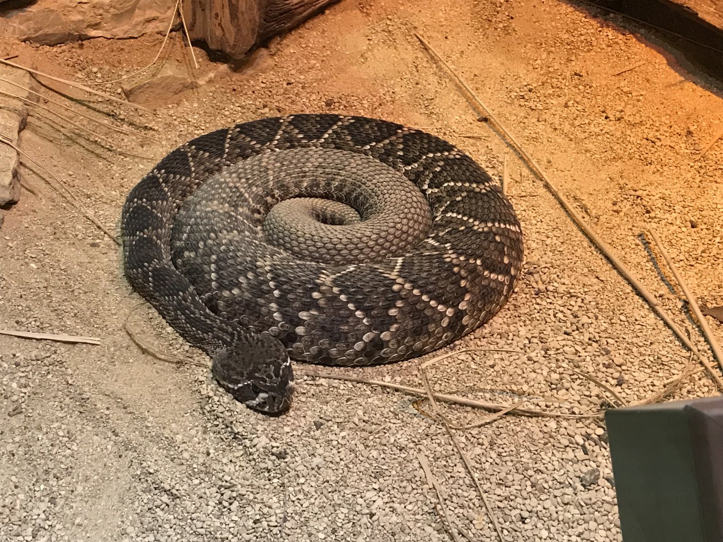 Eastern diamondback rattlesnake 071019