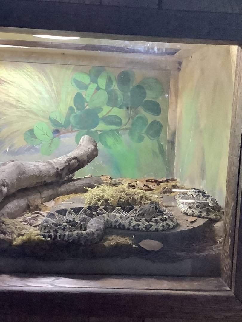 Eastern Diamondback Rattlesnake 3/20/24