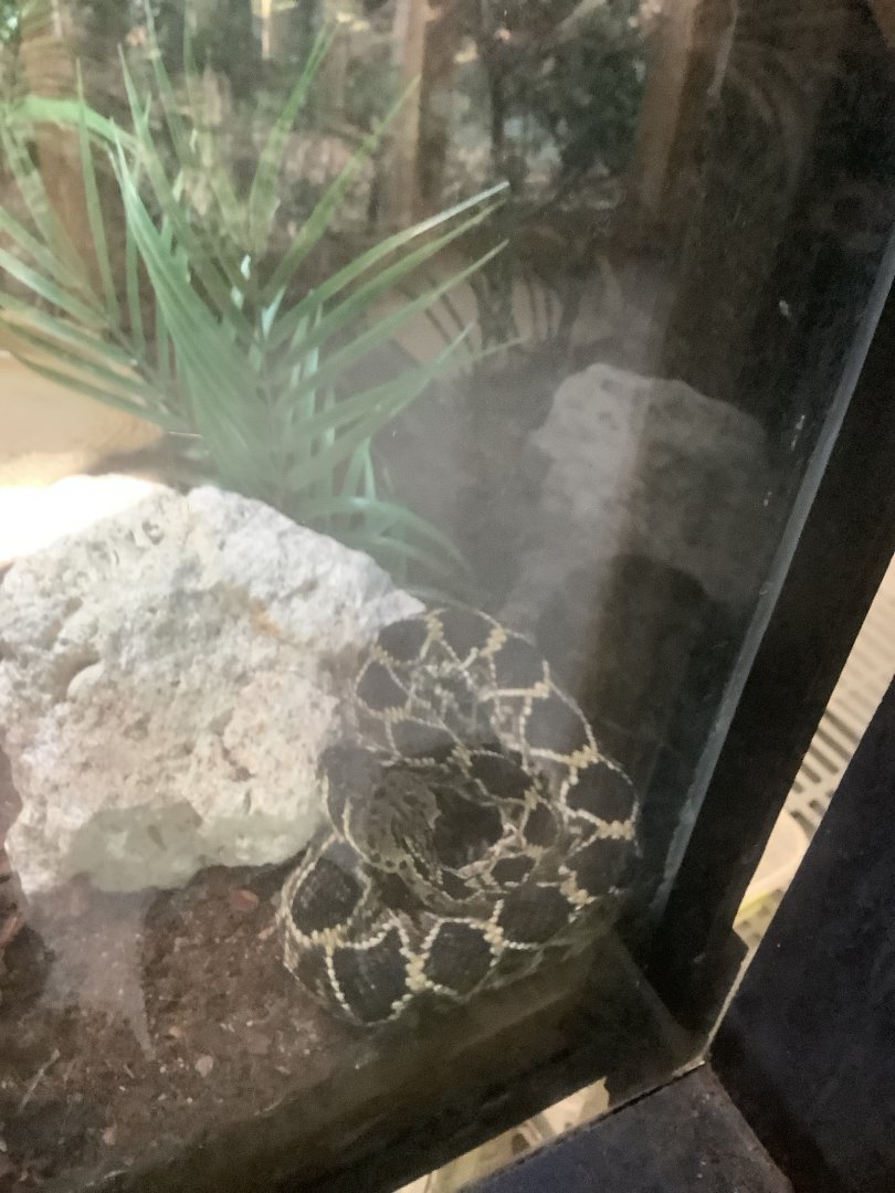 Eastern Diamondback Rattlesnake 3/21/24