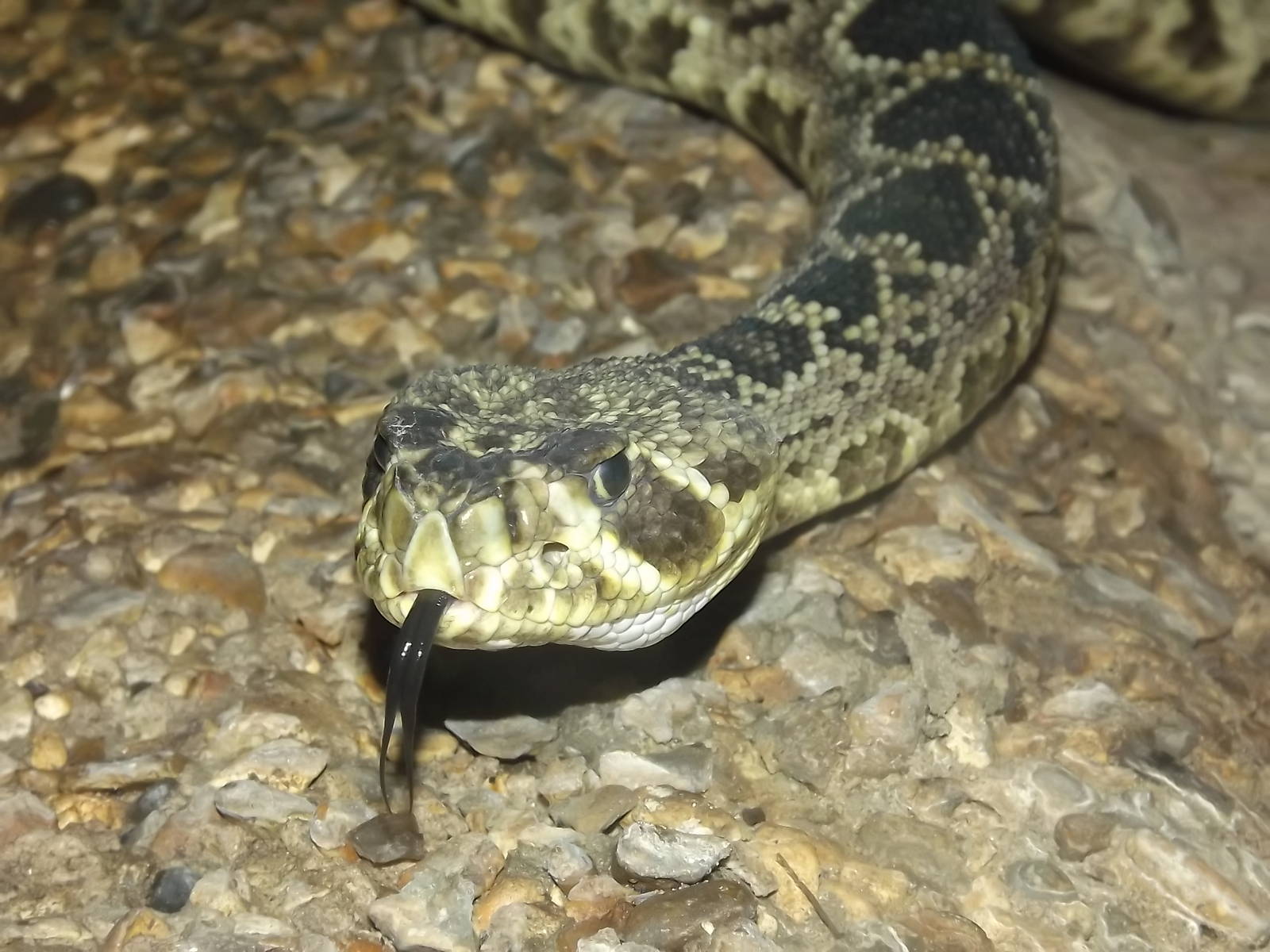 Eastern Diamondback Rattlesnake at Blackpool Zoo 03/08/12