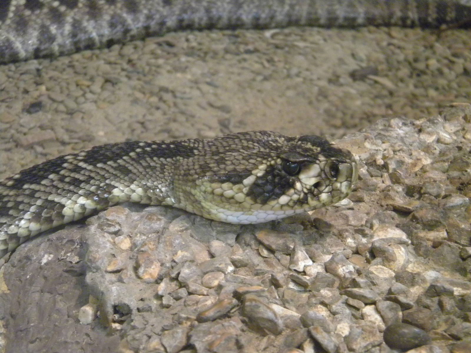 Eastern Diamondback Rattlesnake at Blackpool Zoo 07/08/11