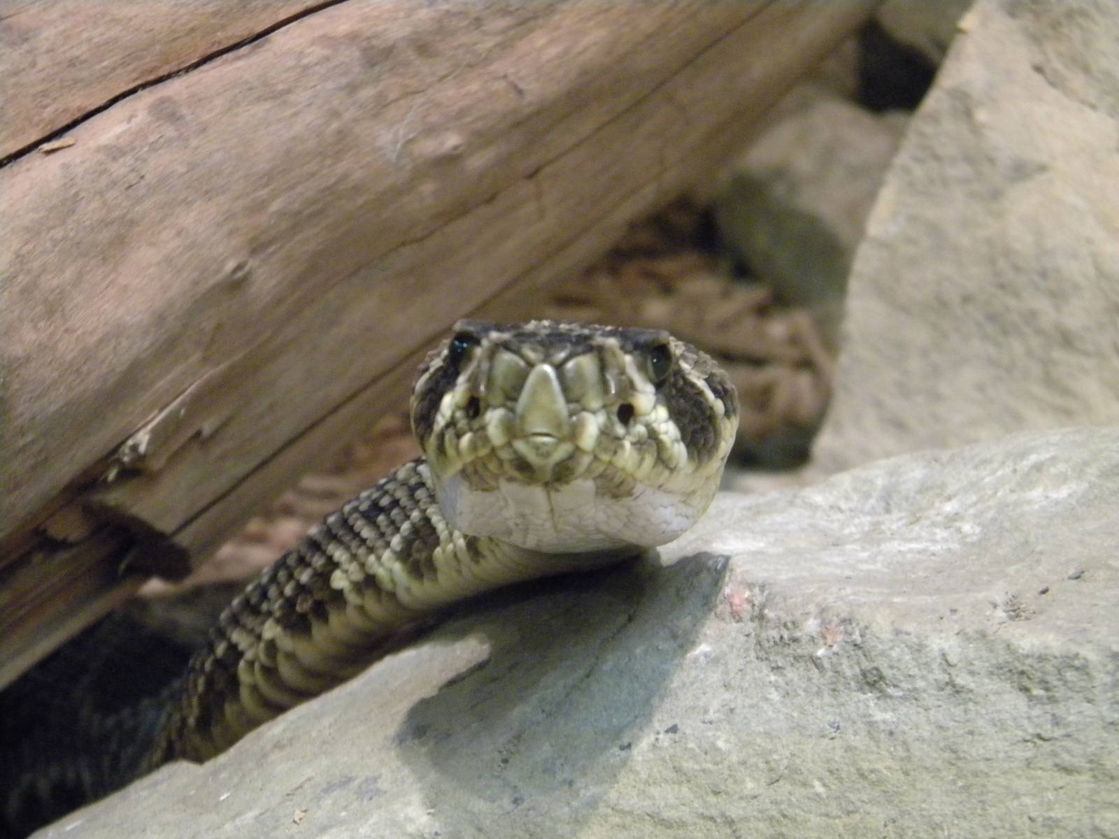 Eastern Diamondback Rattlesnake at Blackpool Zoo 12/06/11