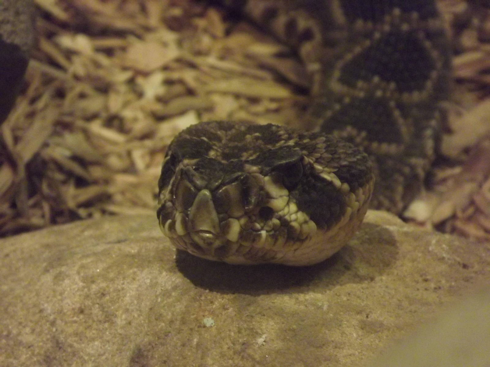 Eastern diamondback rattlesnake at Blackpool Zoo 15/01/12