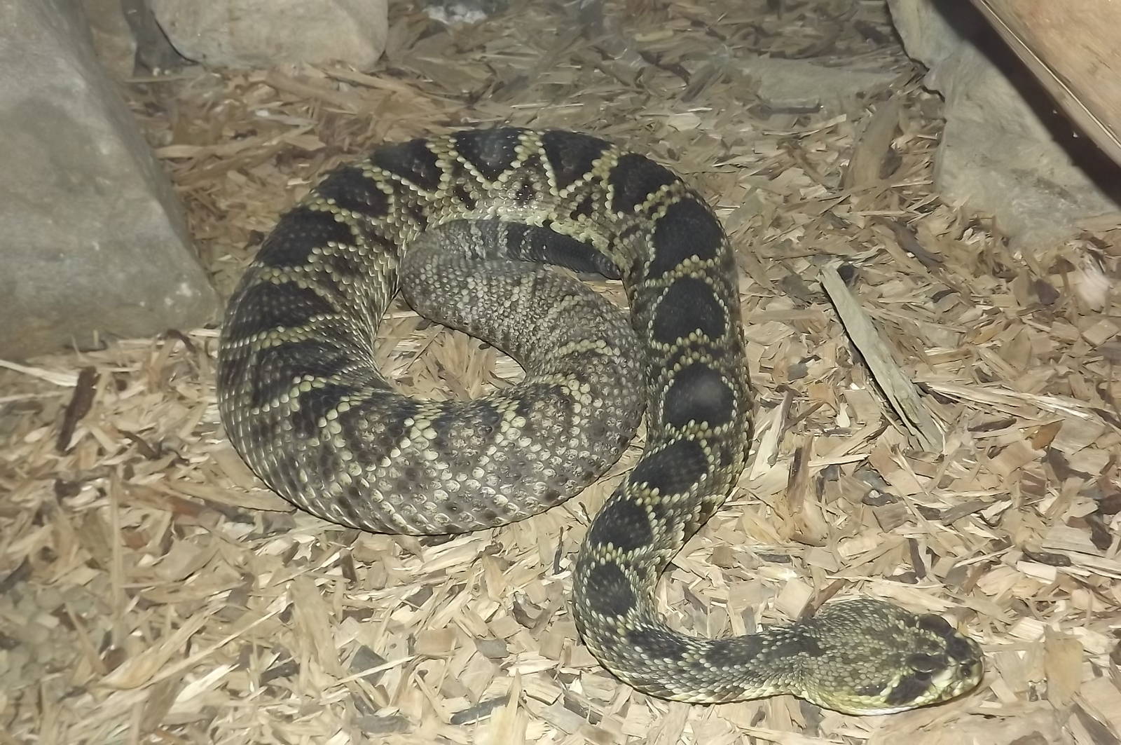 Eastern Diamondback Rattlesnake at Blackpool Zoo 16/06/12