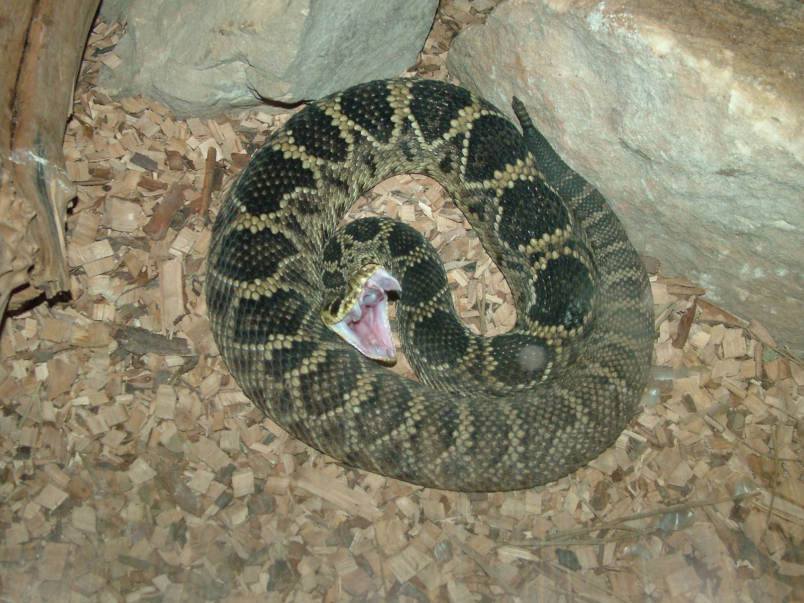 Eastern Diamondback Rattlesnake at Blackpool Zoo, Feb 09