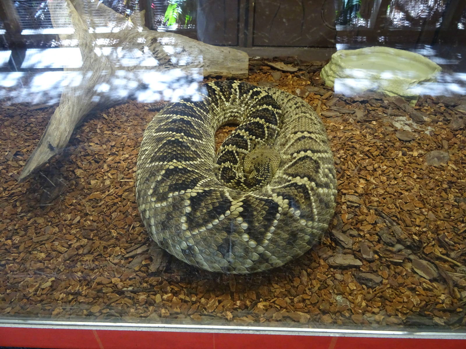 Eastern Diamondback Rattlesnake at Busch Gardens Tampa
