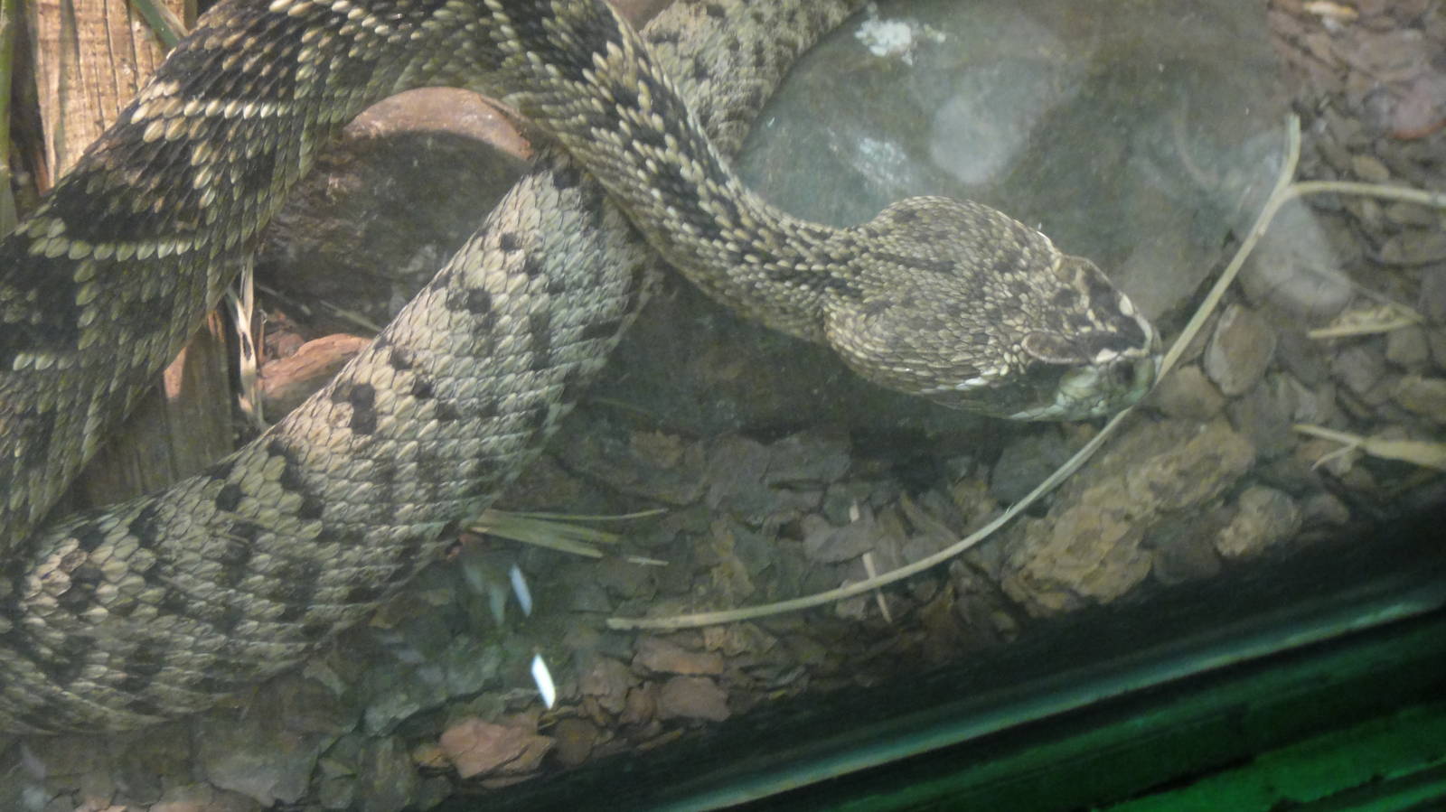 Eastern Diamondback Rattlesnake at Dallas zoo 2015-03-12