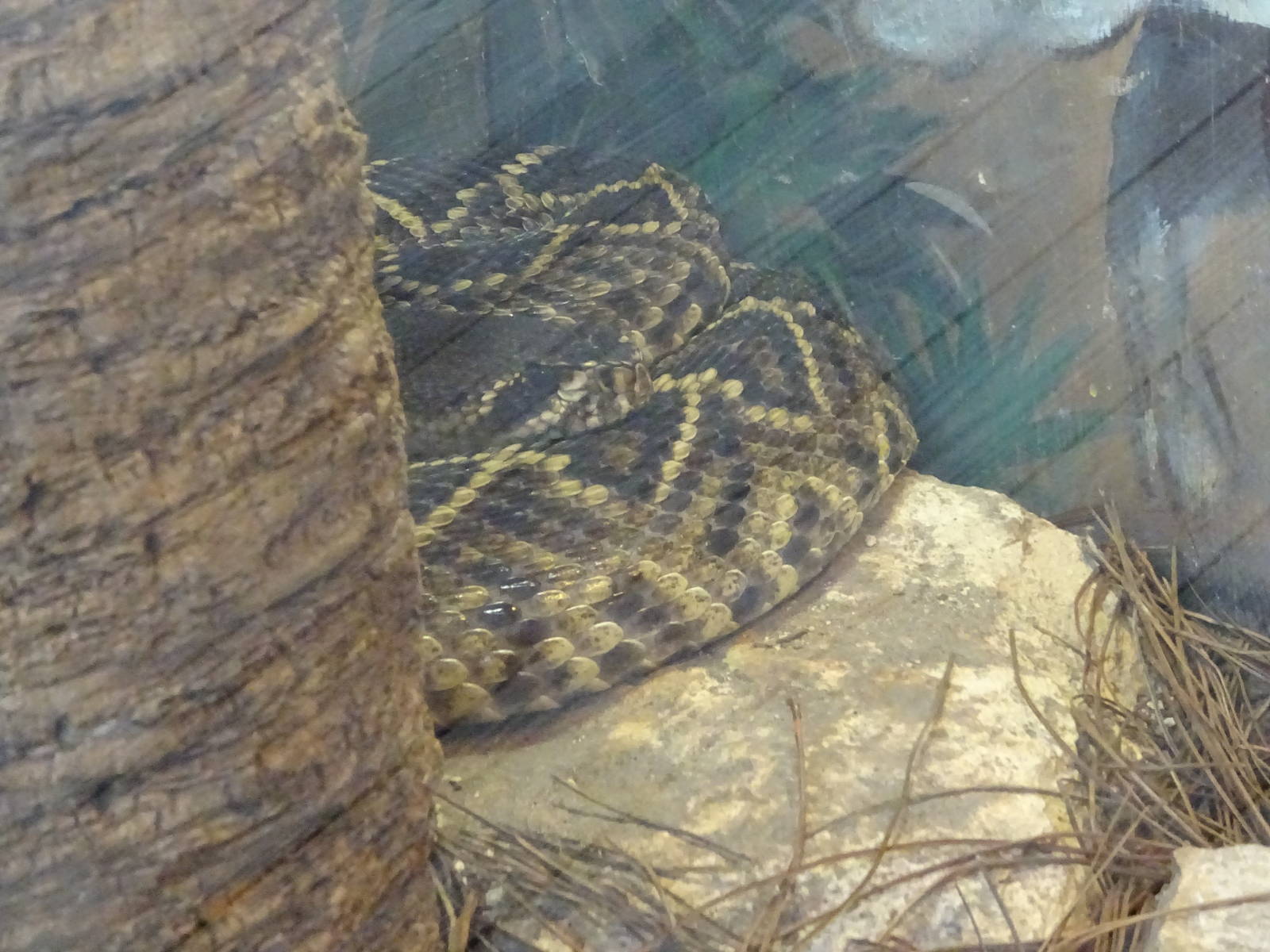 Eastern Diamondback Rattlesnake at Gatorland