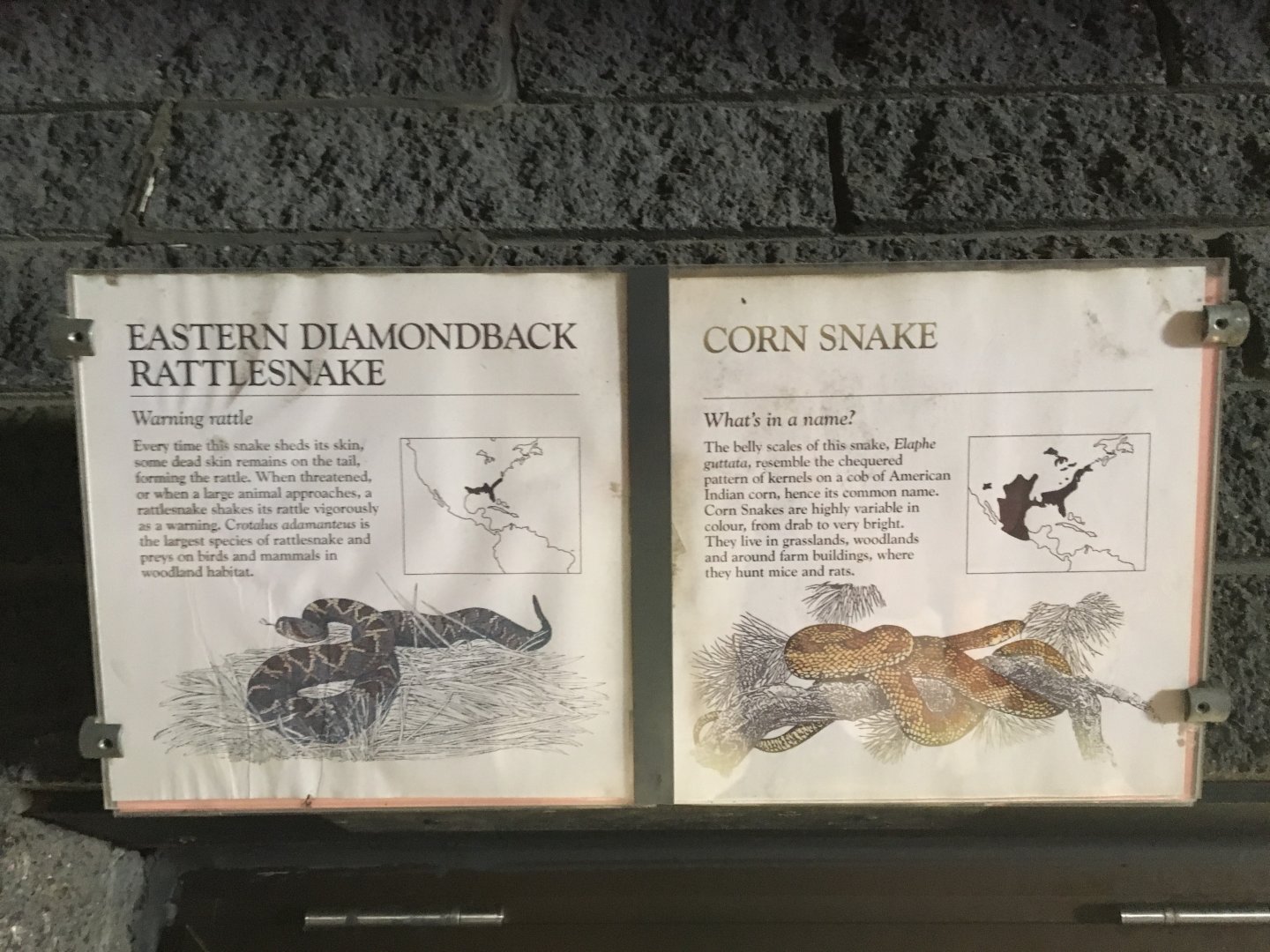 Eastern Diamondback Rattlesnake & Corn Snake