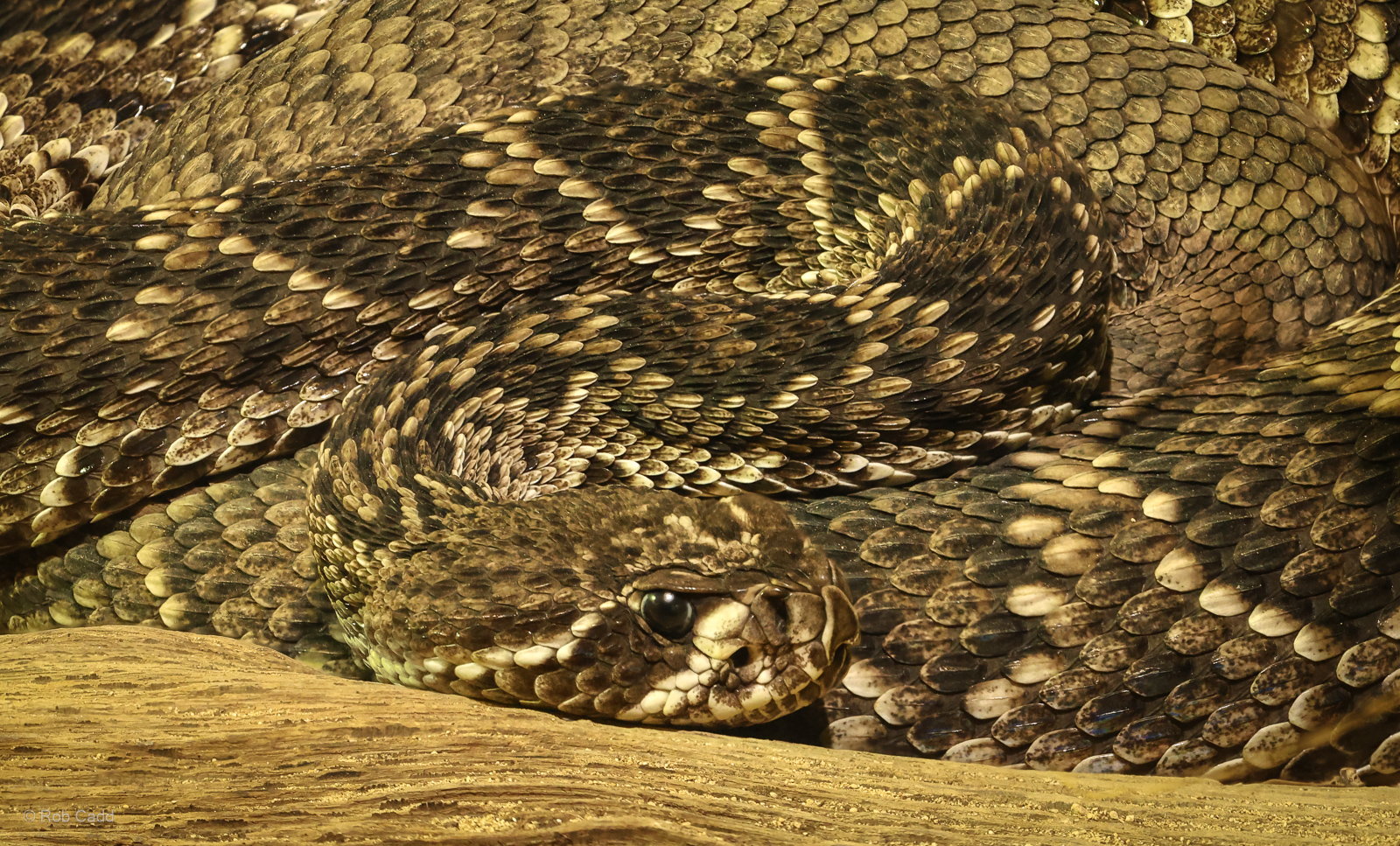 Eastern diamondback rattlesnake : Cotswold WP : 02 Aug 2024