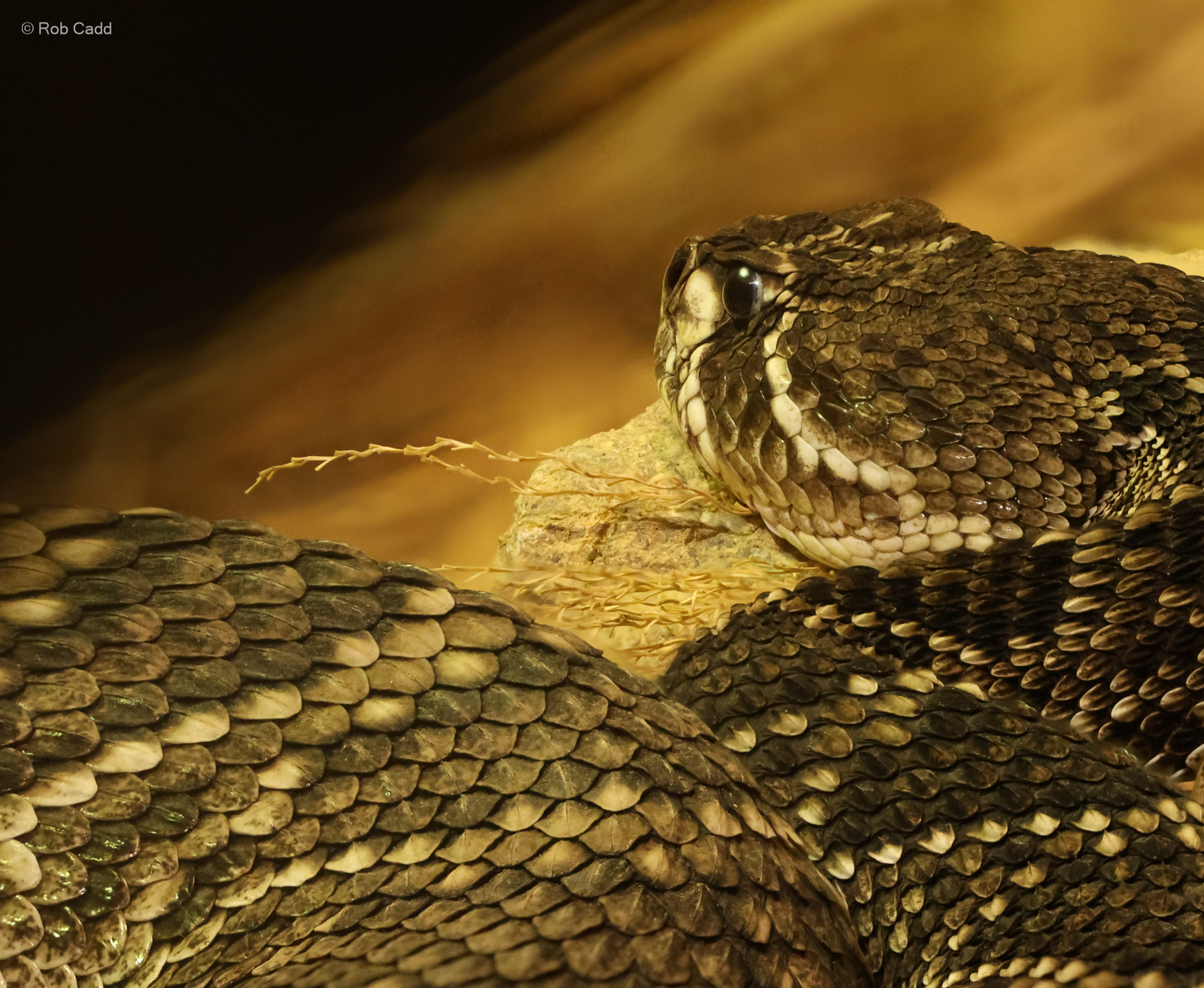 Eastern diamondback rattlesnake : Cotswold WP : 02 Aug 2024
