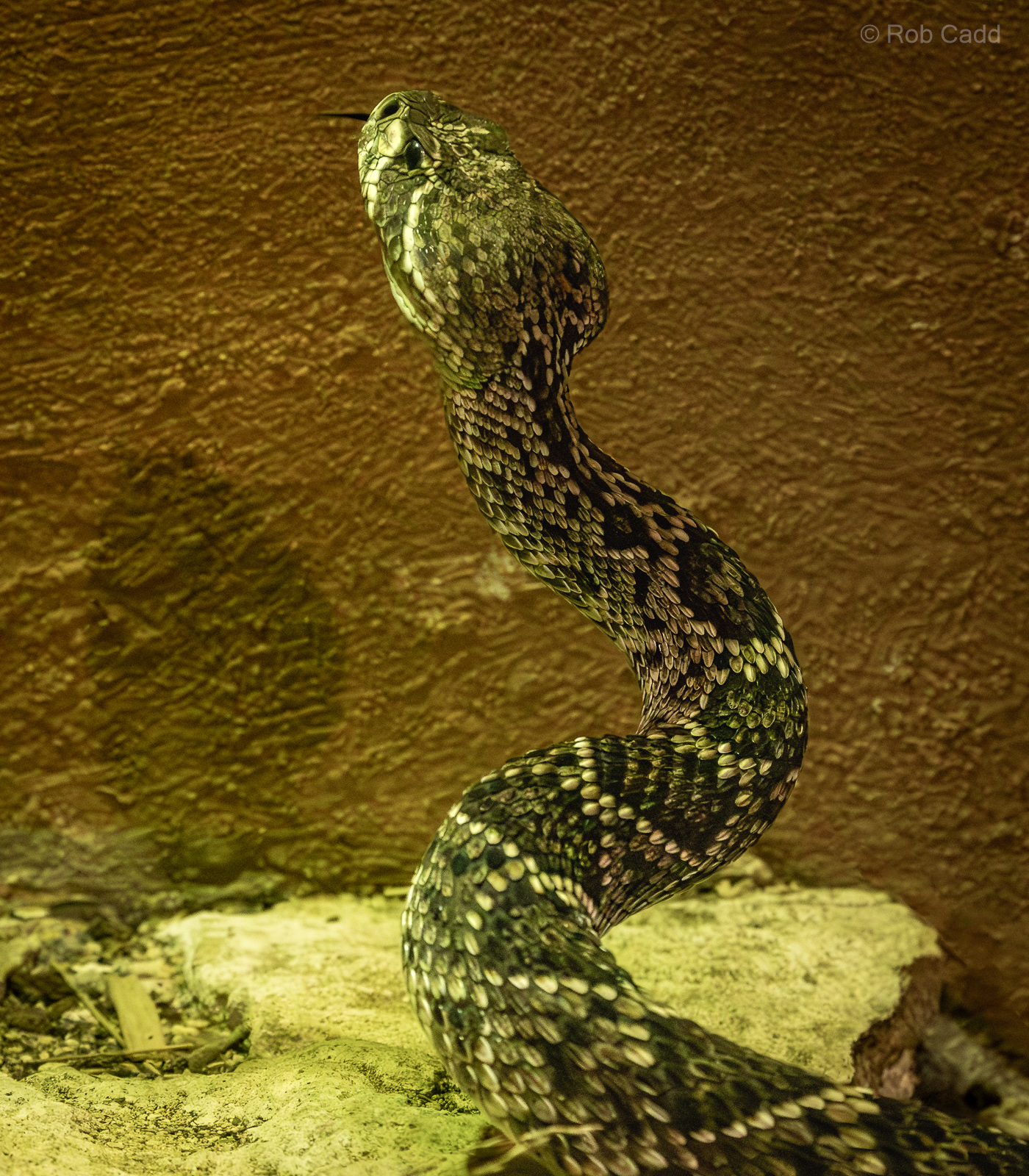 Eastern diamondback rattlesnake : Cotswold WP : 09 May 2024