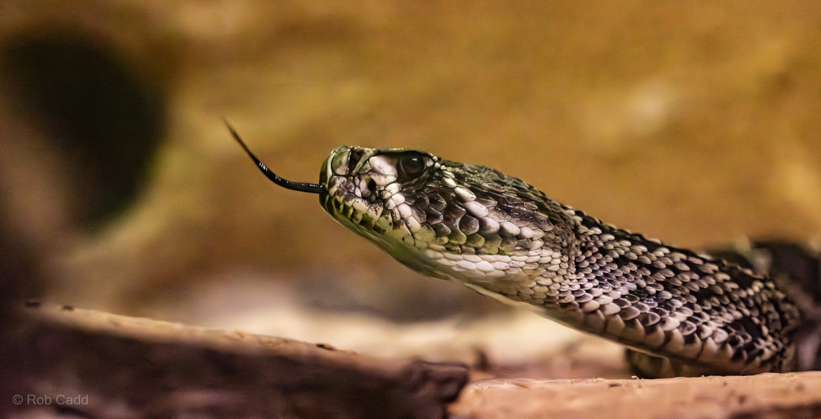 Eastern diamondback rattlesnake : Cotswold WP : 09 May 2024