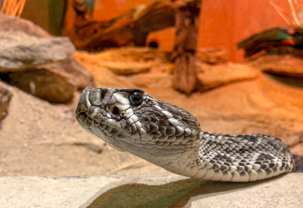 Eastern diamondback rattlesnake : Cotswold WP : 14 Jun 2019