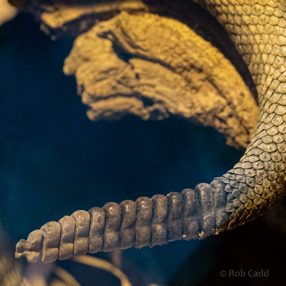 Eastern diamondback rattlesnake : Cotswold WP : 14 Jun 2019