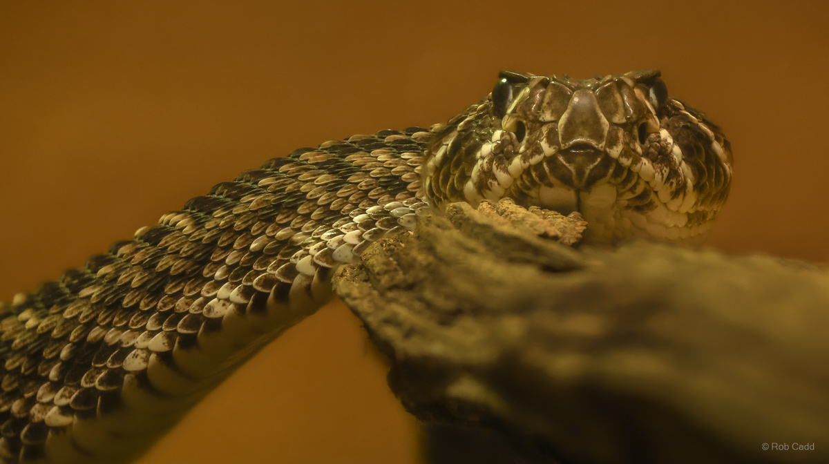 Eastern diamondback rattlesnake : Cotswold WP : 14 Mar 2025