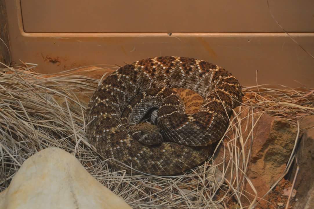 Eastern Diamondback Rattlesnake (Crotalus adamanteus)