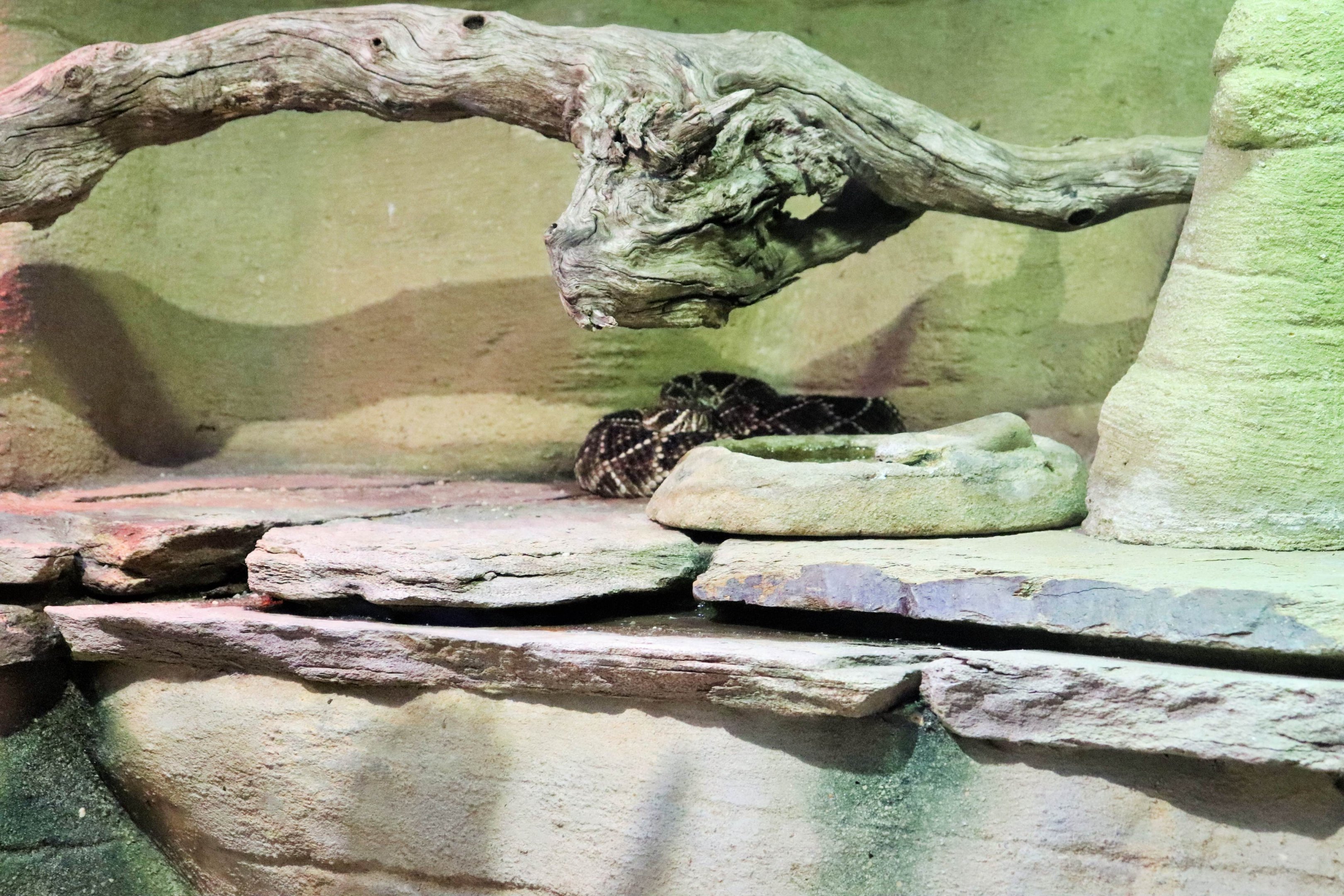 Eastern Diamondback Rattlesnake (Crotalus adamanteus)