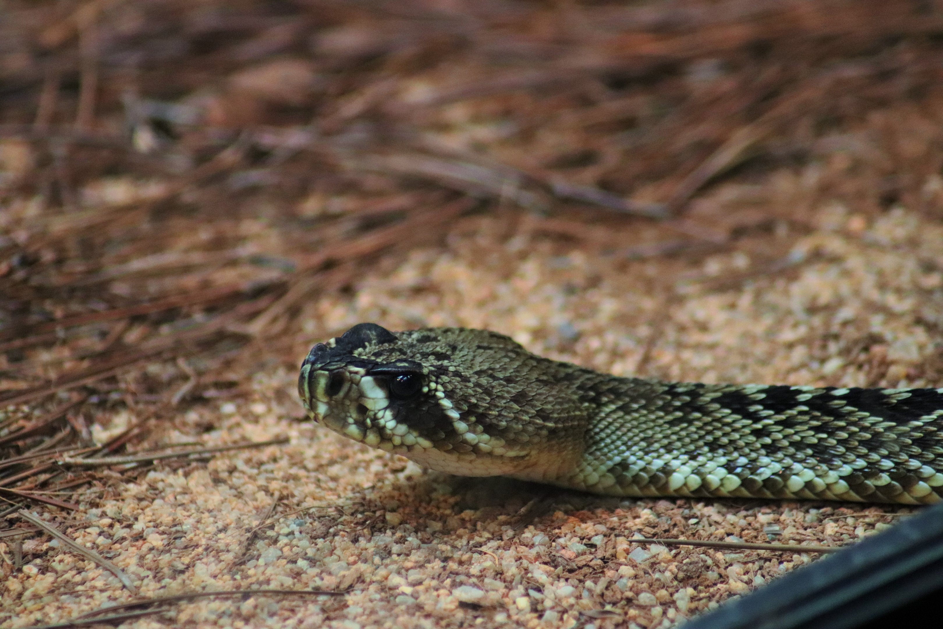 Eastern Diamondback Rattlesnake (Crotalus adamanteus)