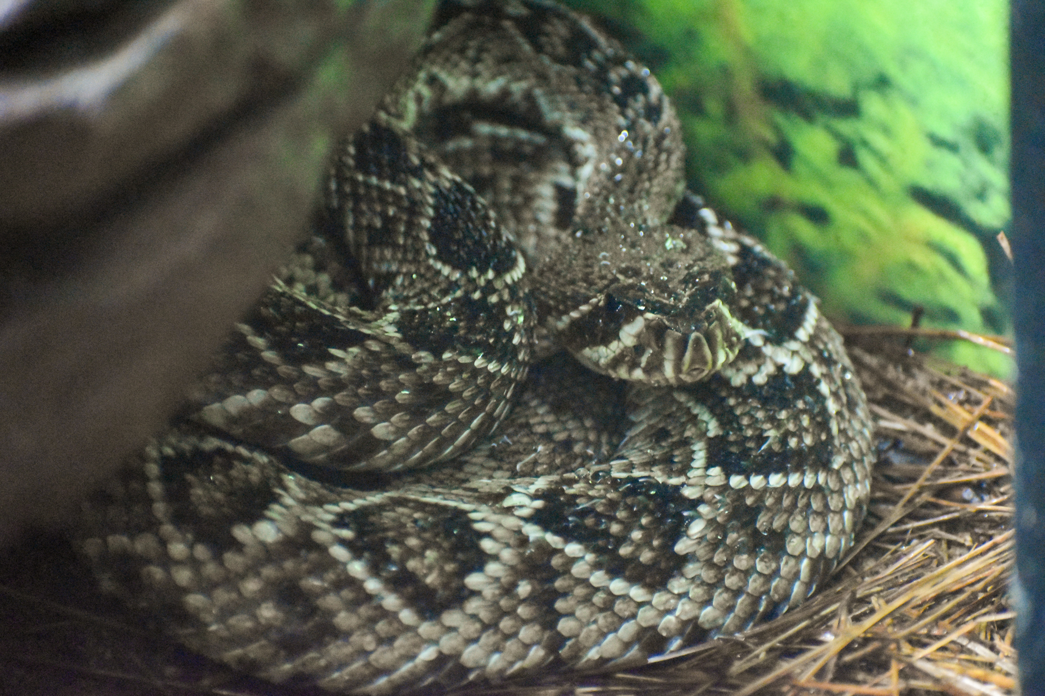 Eastern Diamondback Rattlesnake (Crotalus adamanteus)